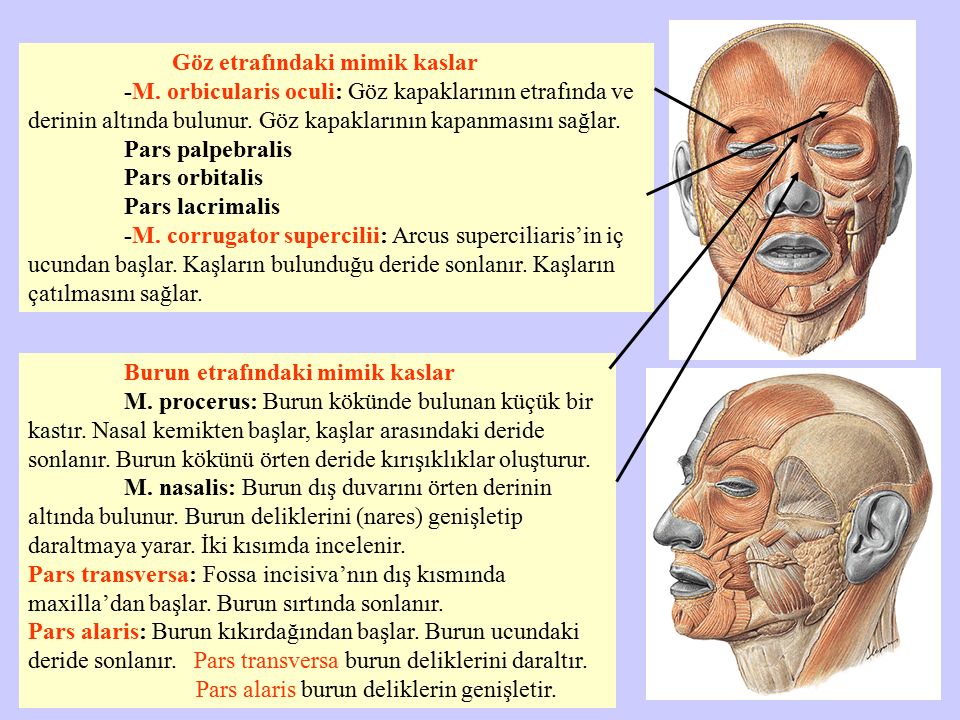 SYSTEMA MUSCULARE KAS S STEM ppt indir